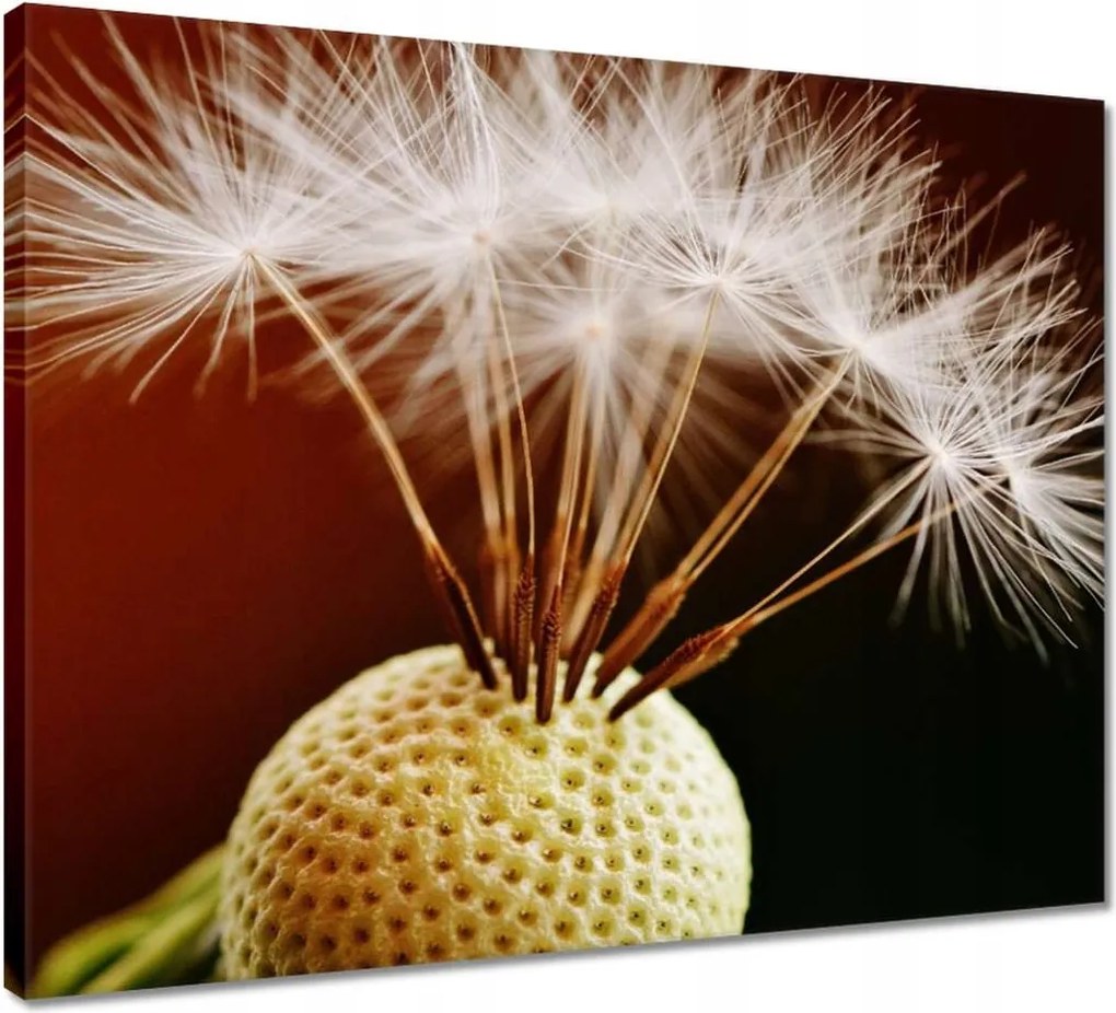 Vászonkép 50x40 Pitypang Virág Virágok