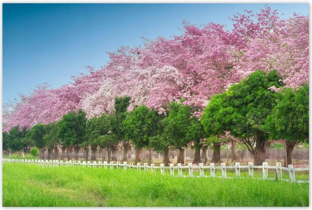 Poszterek 120x80 Cseresznye tájkép
