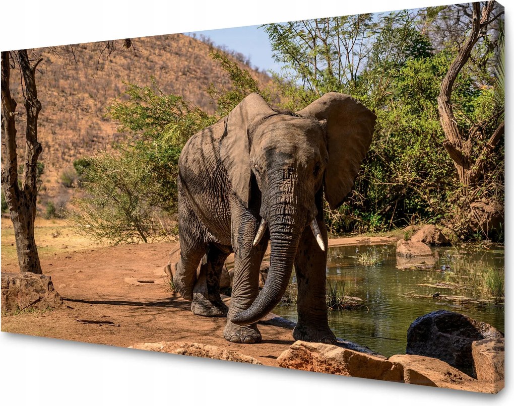 Vászonkép Elefánt Afrika Víz Iszap Nap 120x70 cm Ideális ajándék
