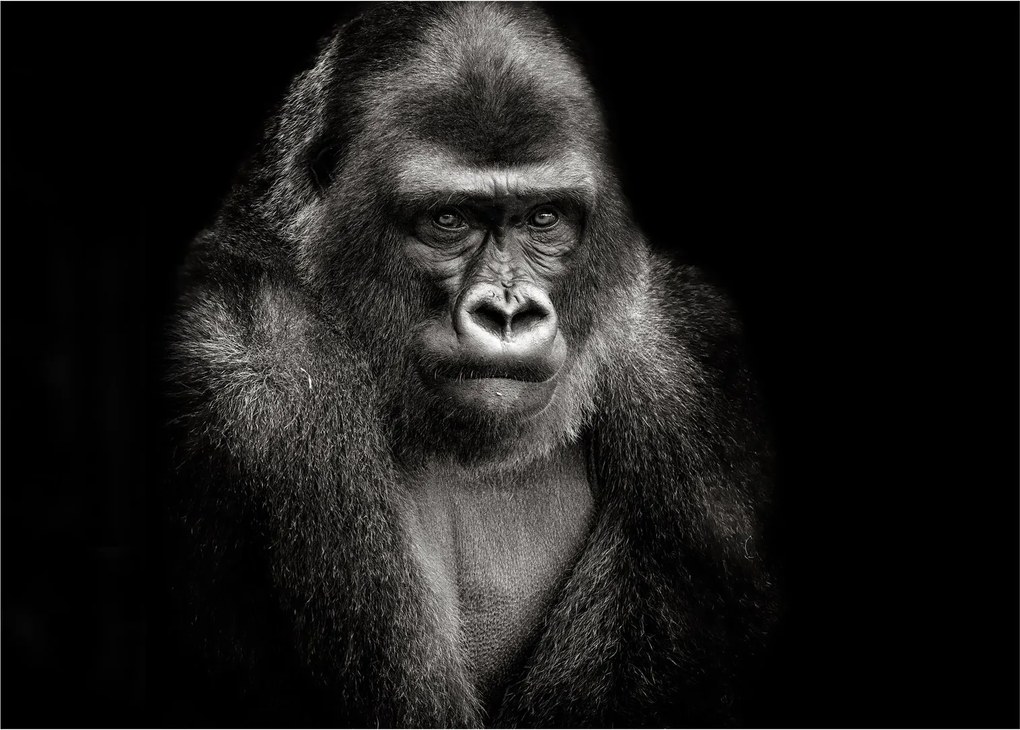 Kép - Gorilla (70x50 cm)