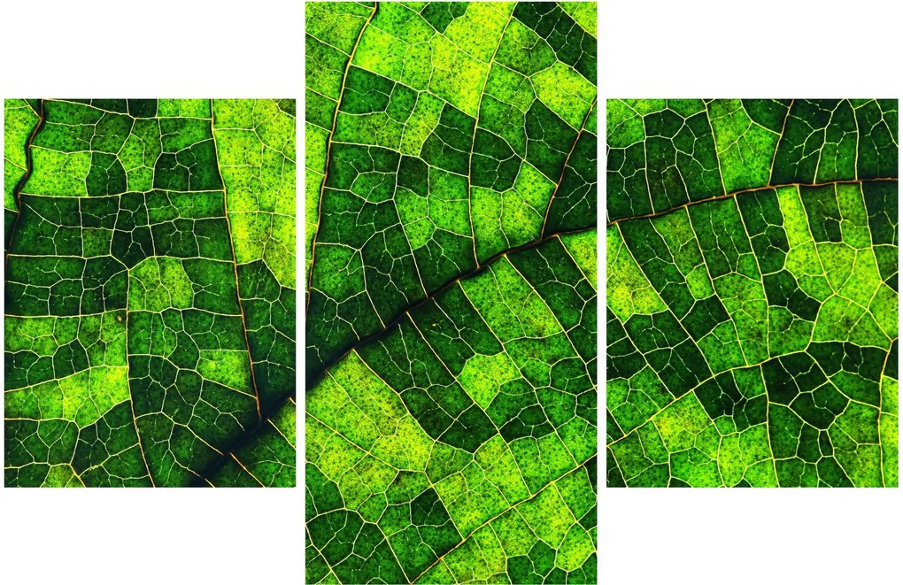 Kép - A lap részlete (90x60 cm)