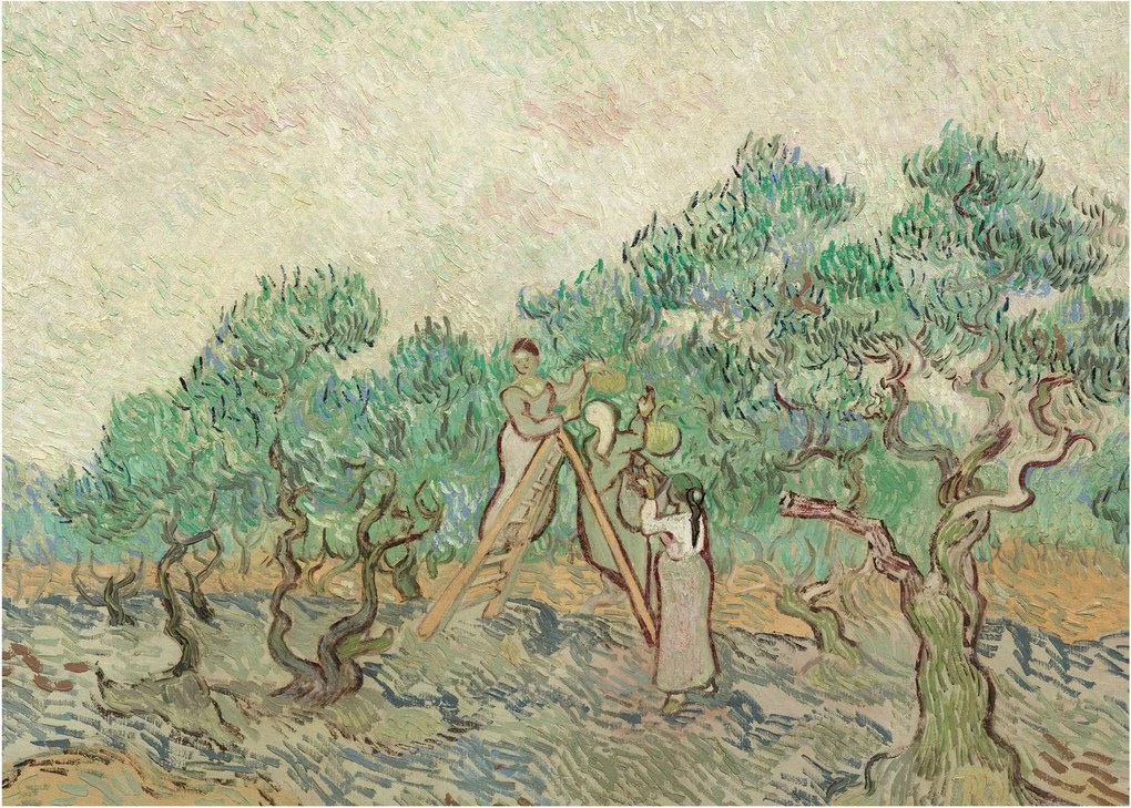 Kép - Vincent van Gogh, The Olive Orchard, reprodukciók (70x50 cm)