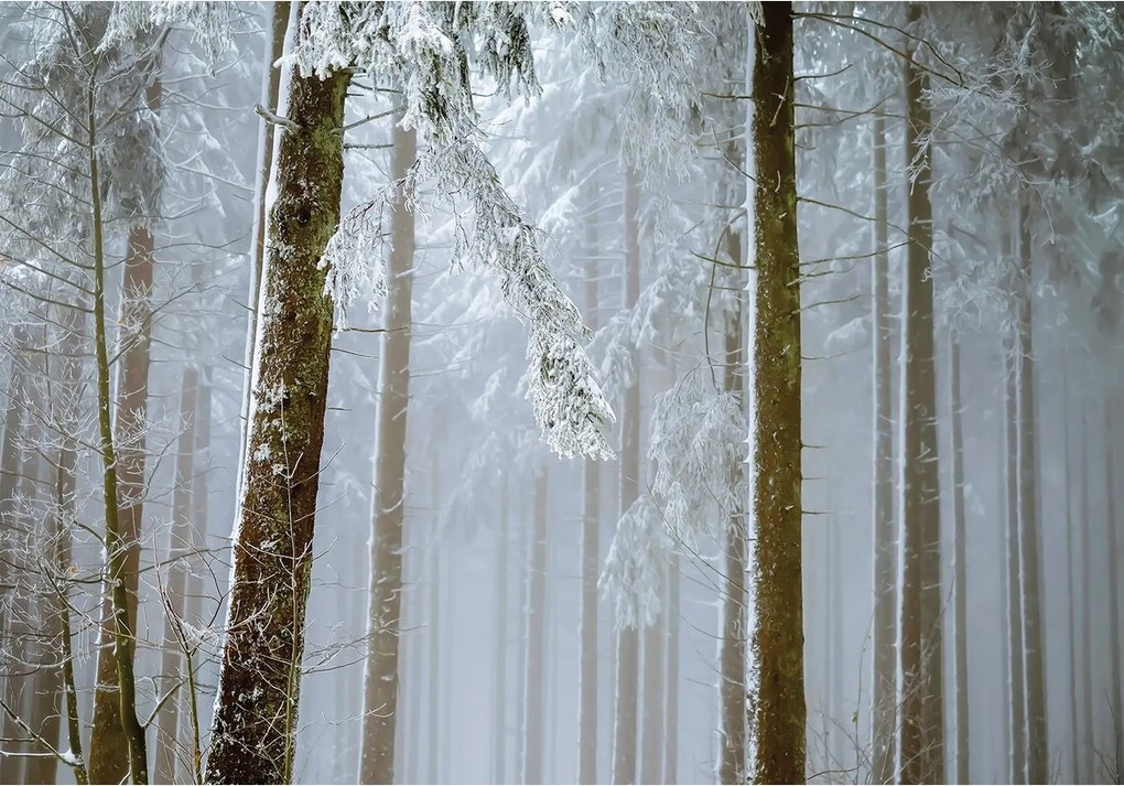 Fotótapéta Téli Erdő 3D Hálószoba Fák 254x184