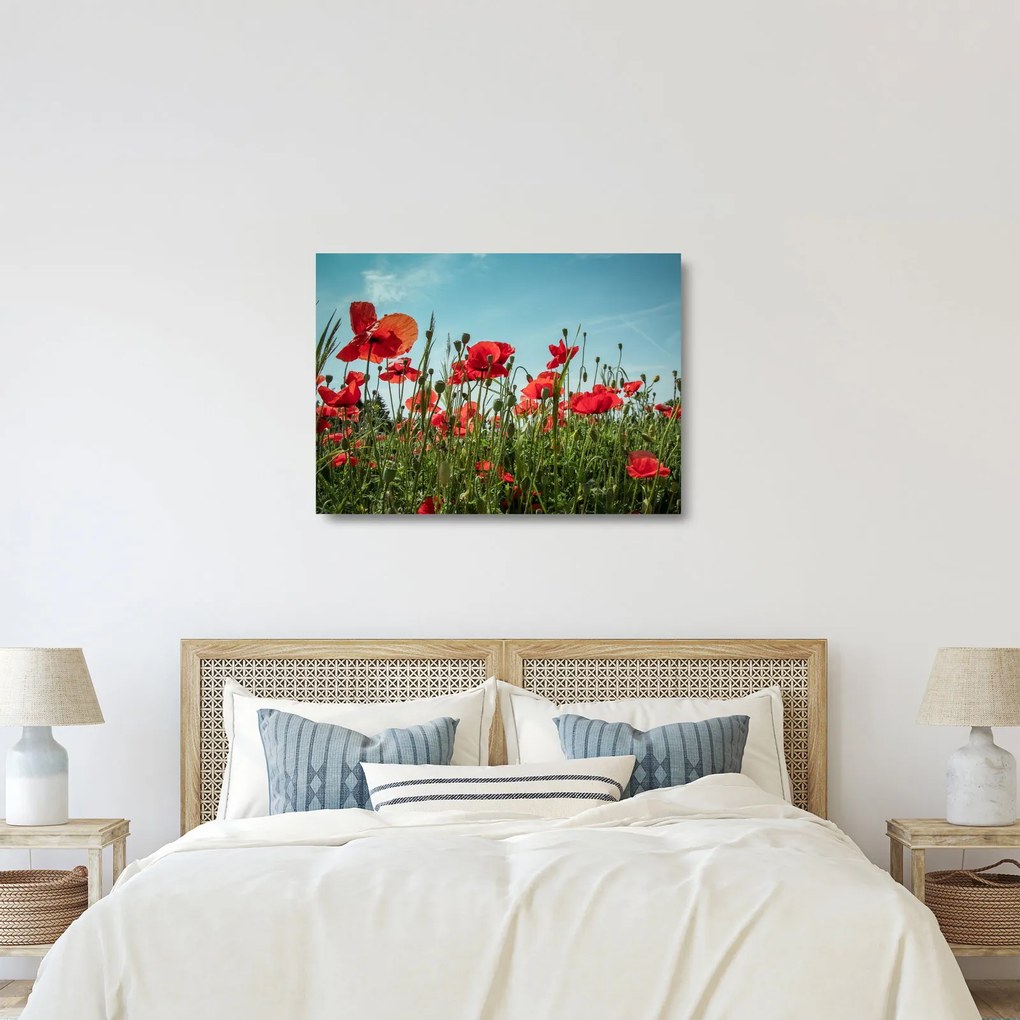 Kép - Pipacsos mező (üvegen) (70x50 cm)