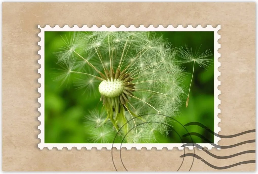 Poszterek 60x40 Pitypang Virág Virágok