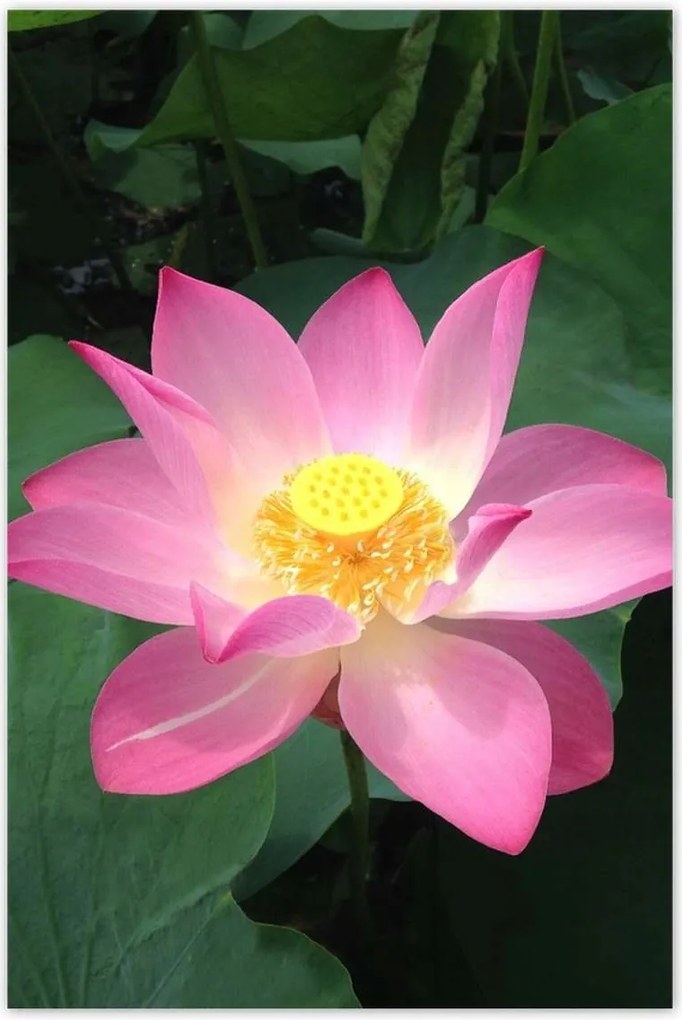 Poszterek 80x120 Lótusz Lótuszvirág