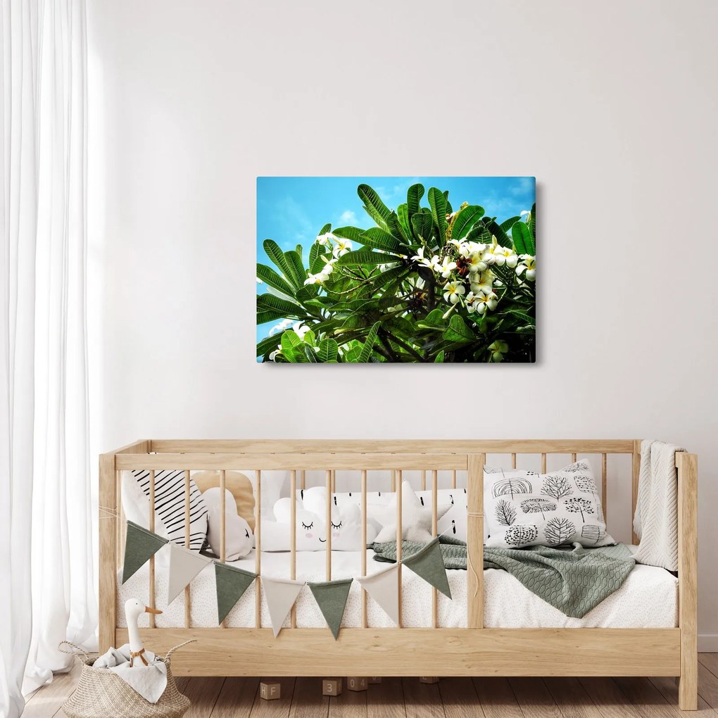 Kép - Plumeria (90x60 cm)