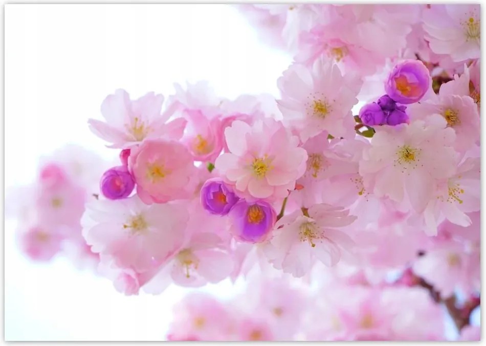 Poszterek A0 Szint Japán cseresznye ág