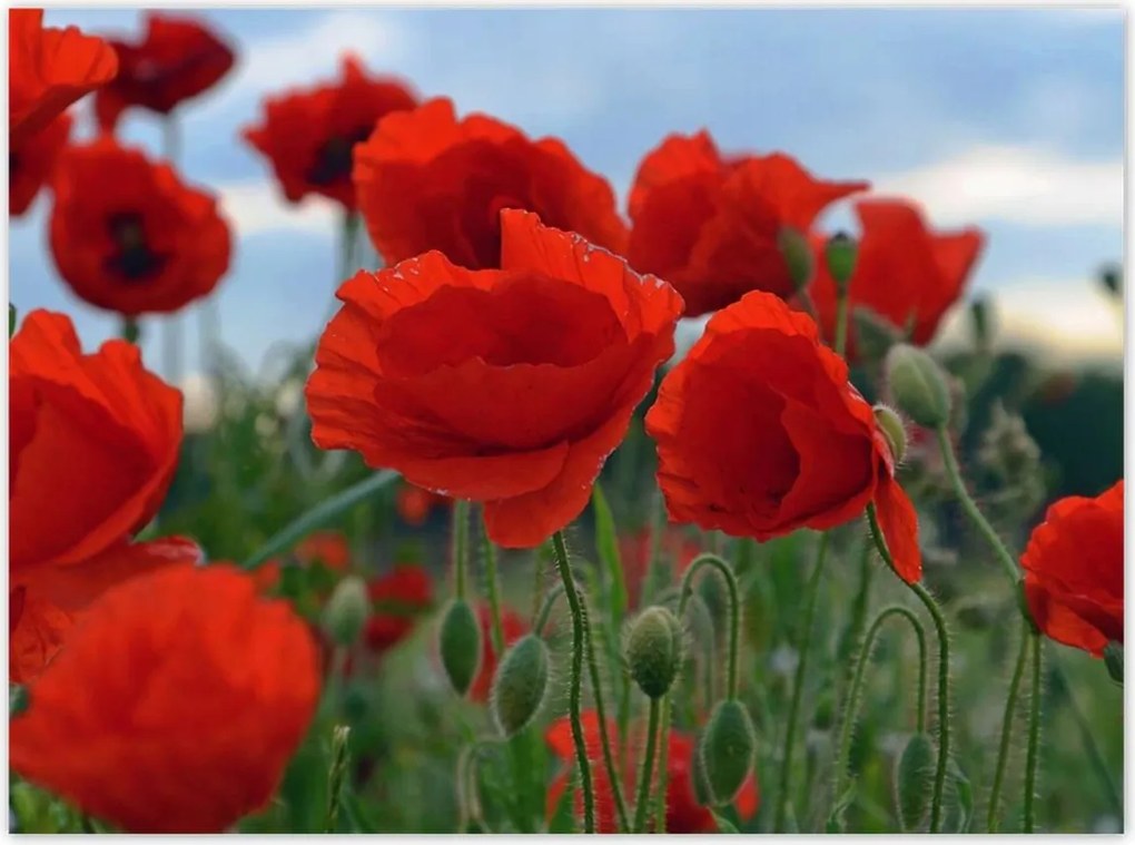 Poszterek 135x100 Mezei pipacsok az égbolt hátterében