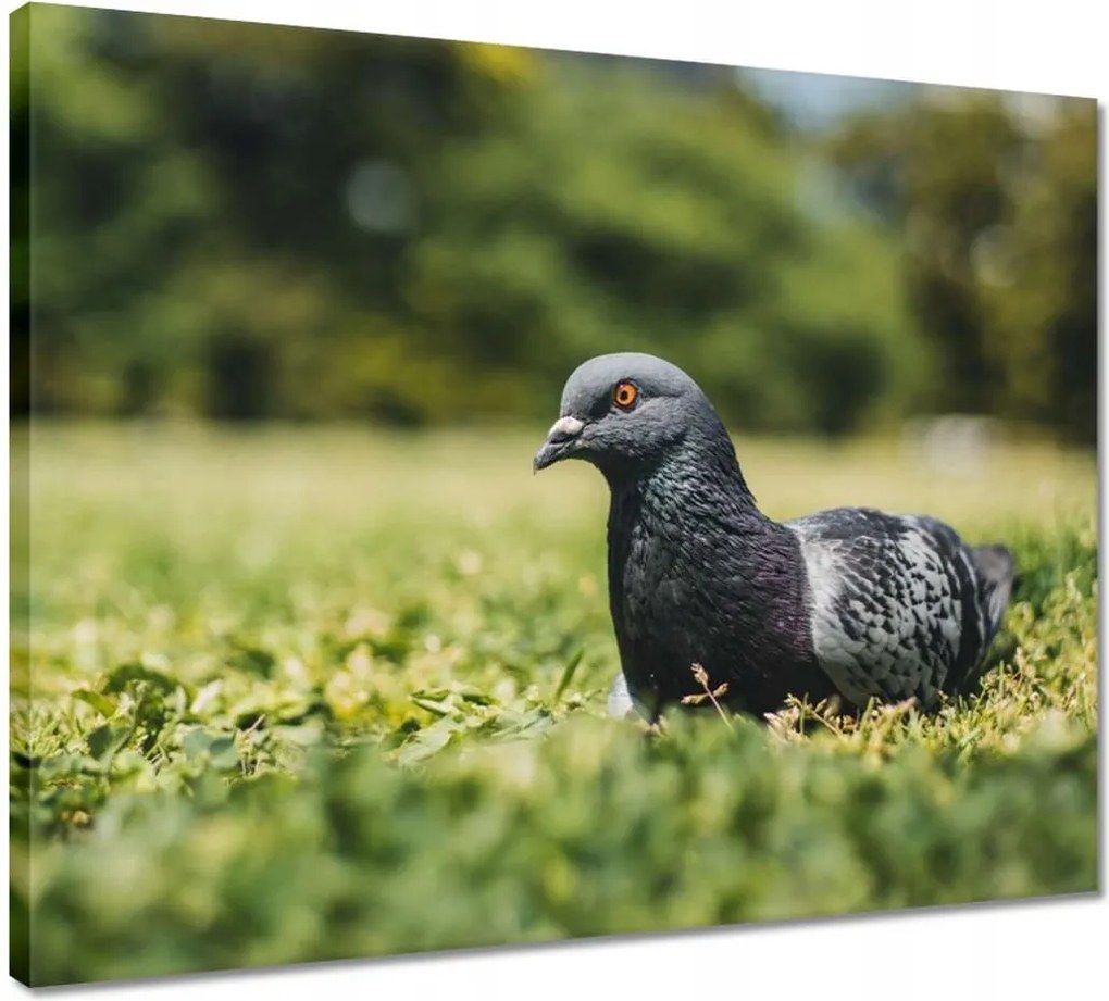 Vászonkép 50x40 Madarak