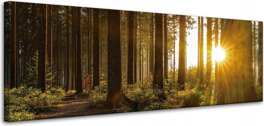 Vászonkép Naplemente Erdő Fák Természet 120x40 cm