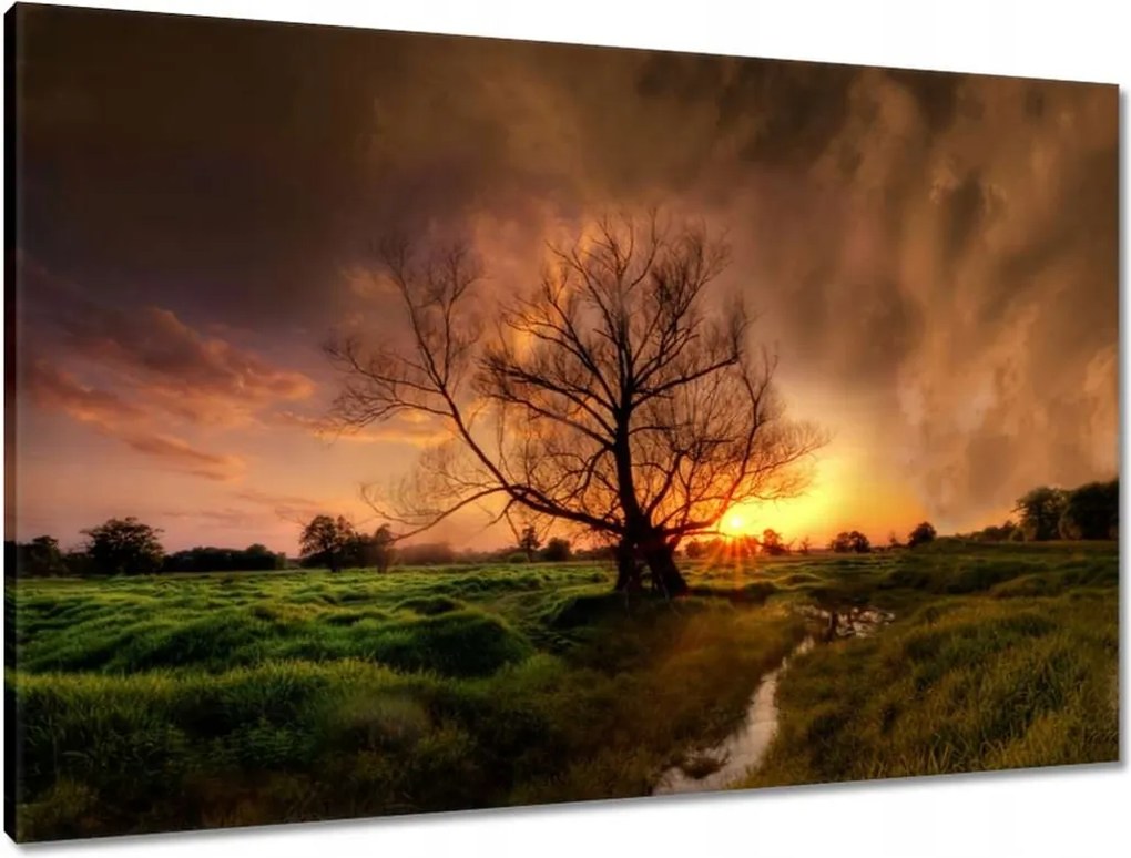 Vászonkép 90x60 Tölgy a croissant-ban Nyugat