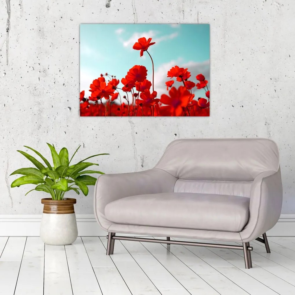 Fényes piros virágokkal rendelkező mező képe (üvegen) (70x50 cm)