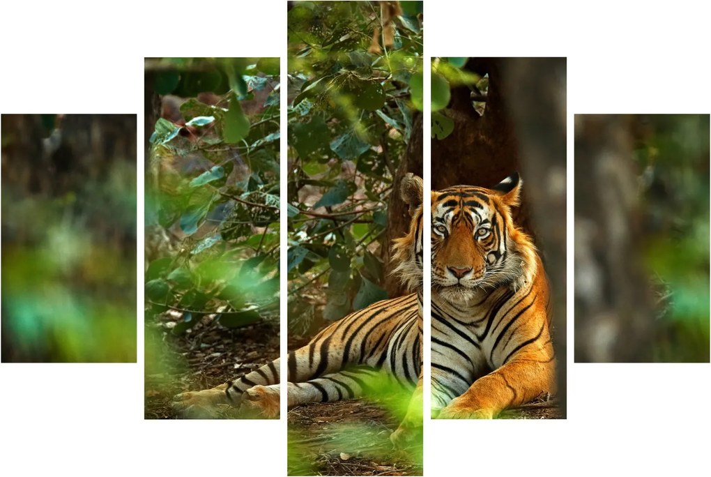 Pihenő tigris képe (150x105 cm)