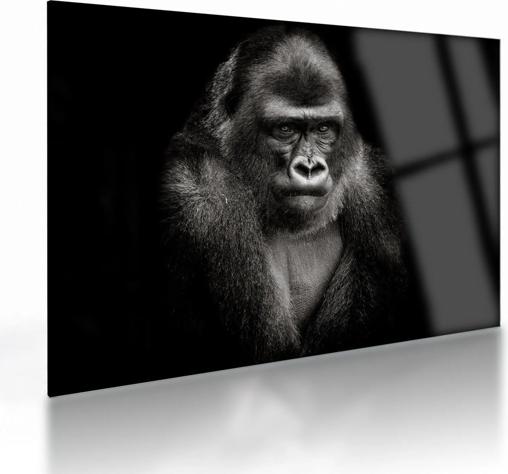Üveg kép - Gorilla (70x50 cm)