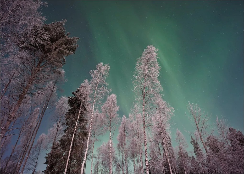 Az aurora borealis képe fagyos fák felett (70x50 cm)