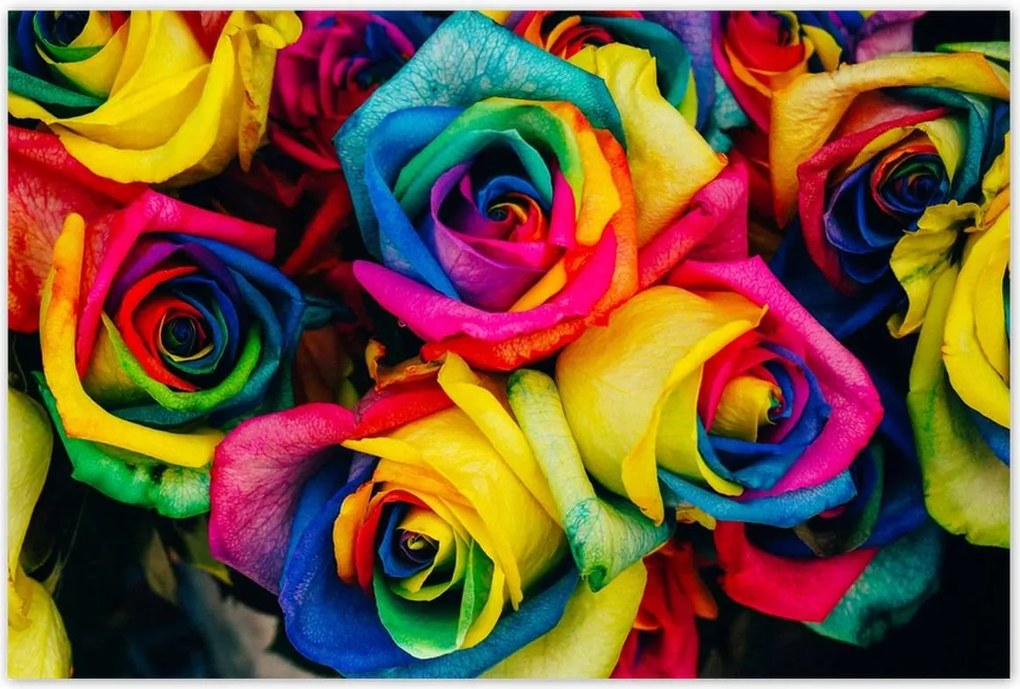 Poszterek 120x80 Színes rózsák Virágok