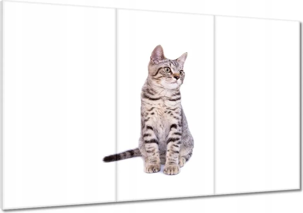 Képek 120x80 Cica Cicák Macskák