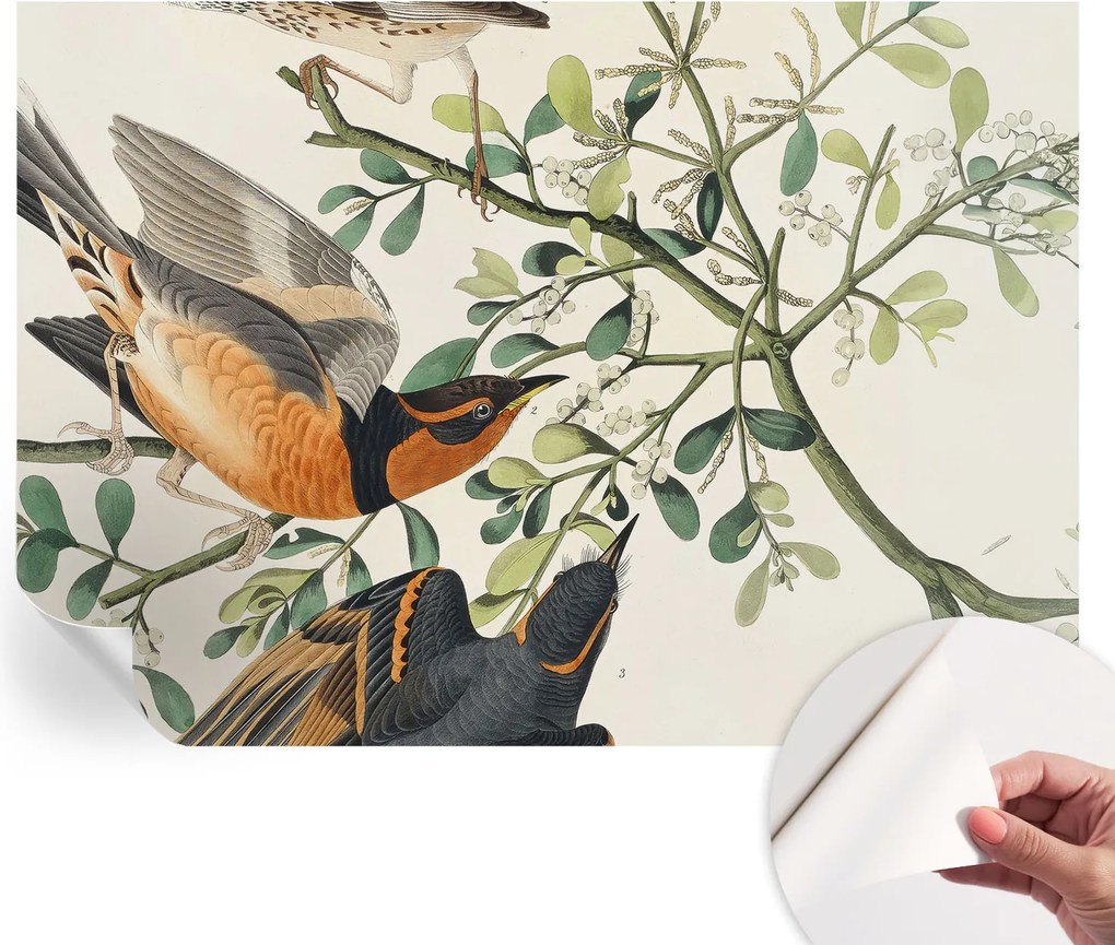 Öntapadós tapéta Divatos 3D fali ragasztóval Színes madarak 208x146 cm