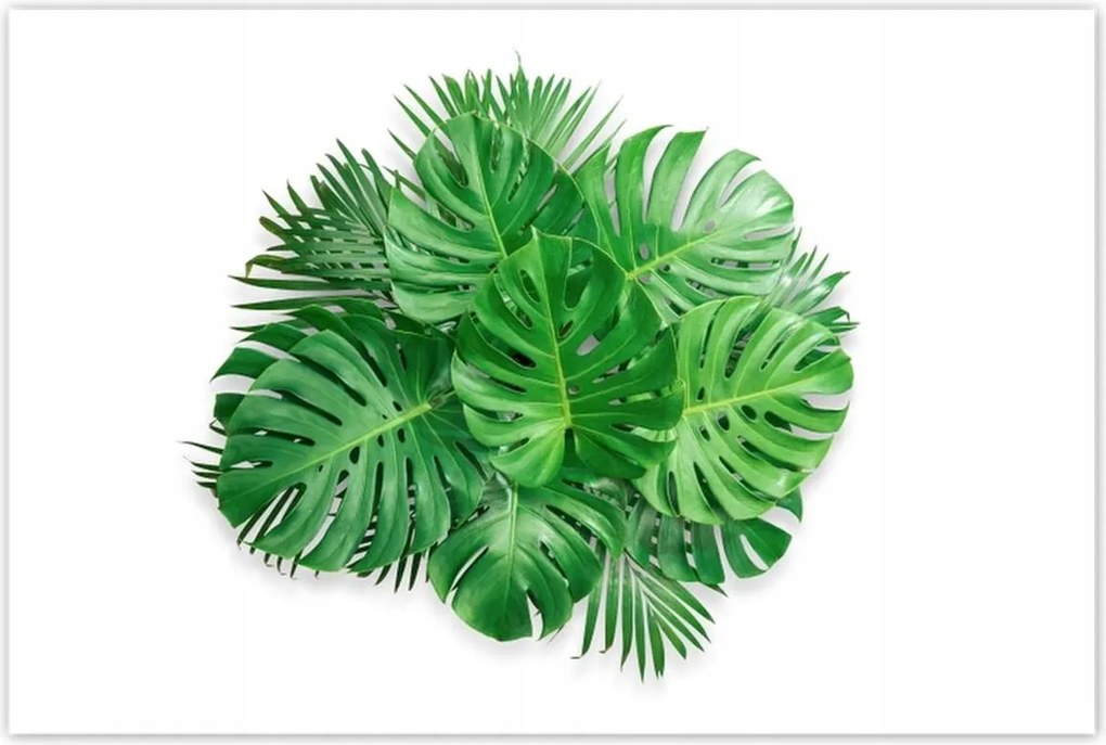 Poszterek 120x80 Monstera Lyukas levelek
