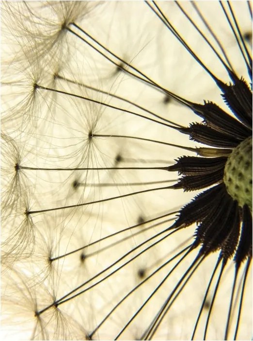 Pitypang fotótapéta könnyű vinil 184x254 falra nappali szoba +ragasztó