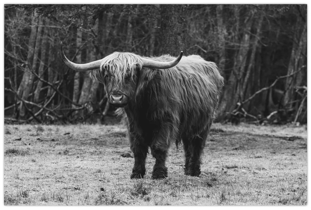 Kép - Skót tehén (90x60 cm)