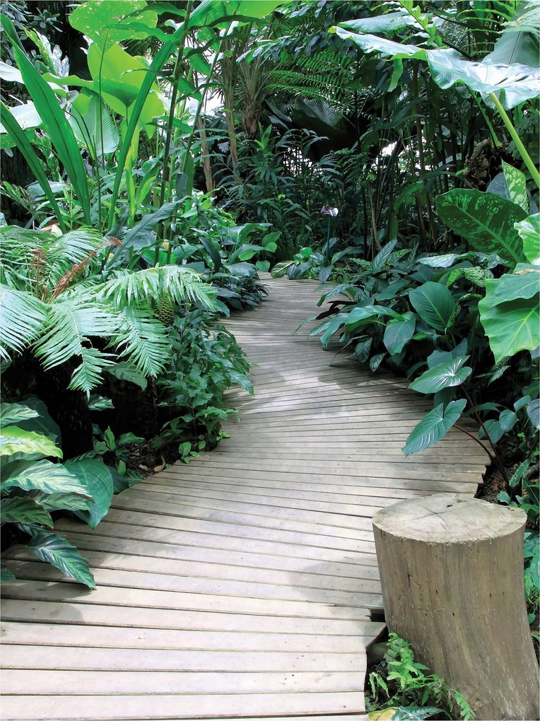 Fotótapéta Trópusi erdő Zöld Vinyl perspektíva 184x254 +ragasztó