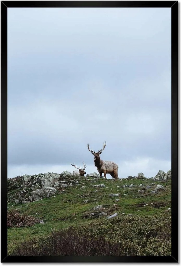 Poszter keretben 40x60 Szarvas felszarvazott