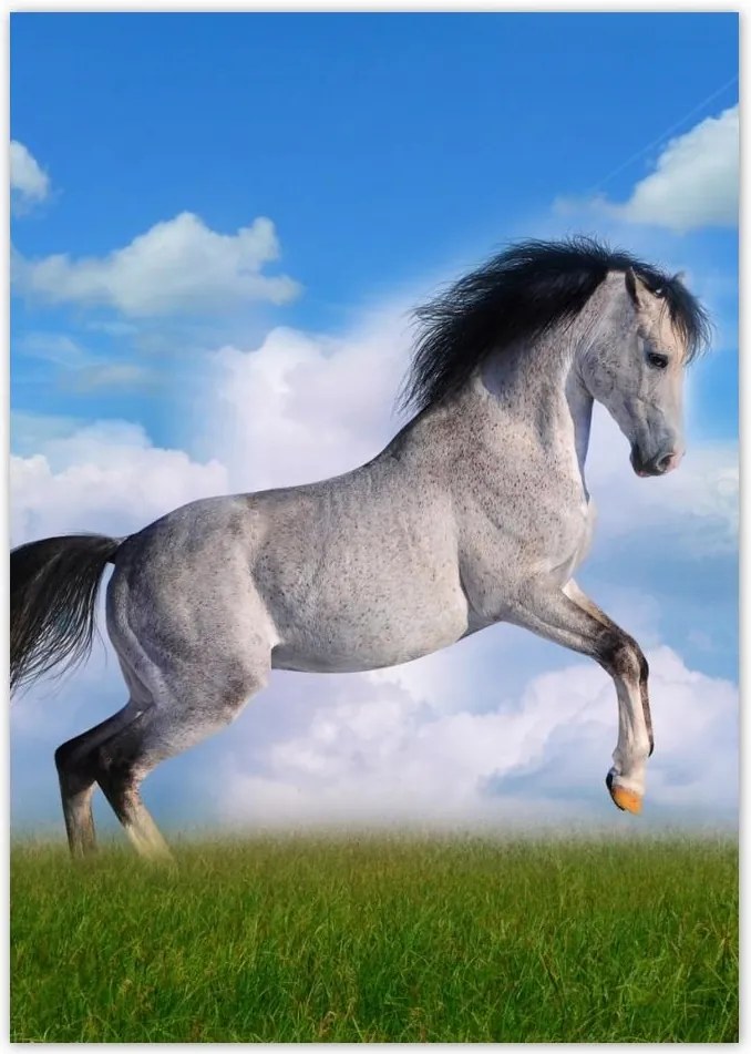 Poszterek A4 Pion Ló áll tölgy Ló