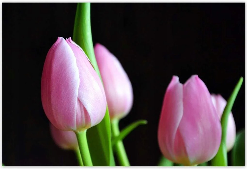 Poszterek 185x125 Lila tulipánok