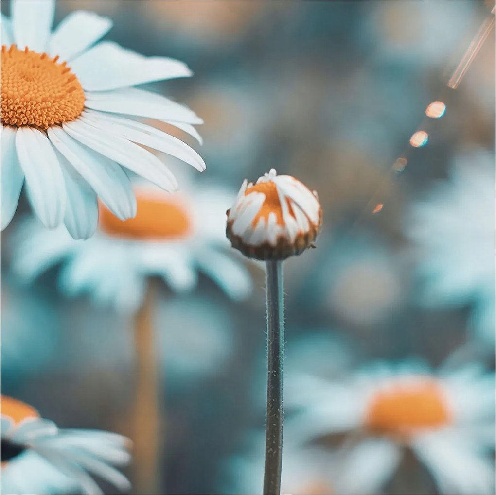 Fotótapéta Fali tapéta Nappaliba Kamilla finomság 250x250 Ragasztó