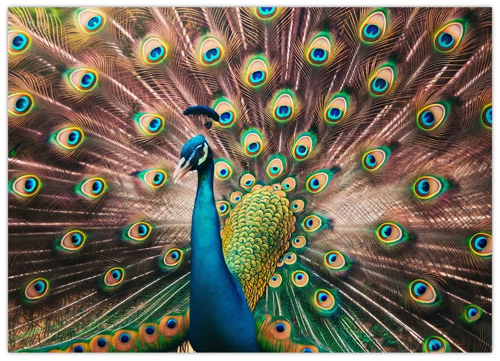 Kép - Páva (70x50 cm)