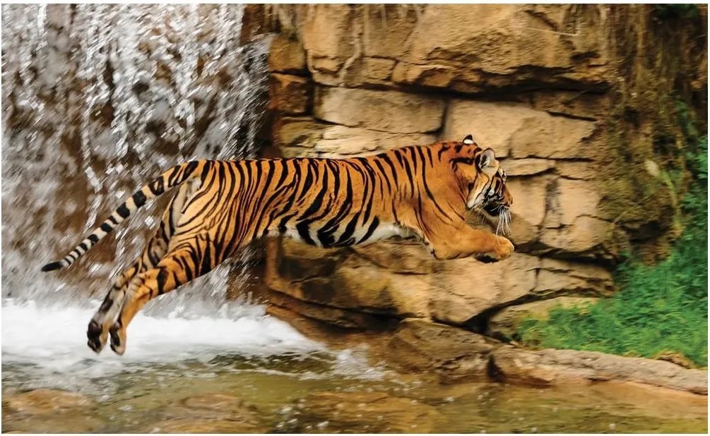 Fotótapéta állatok tigris macska fotótapéta 368 x 254