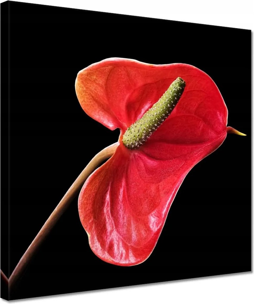 Vászonkép 30x30 Piros virág Anturium
