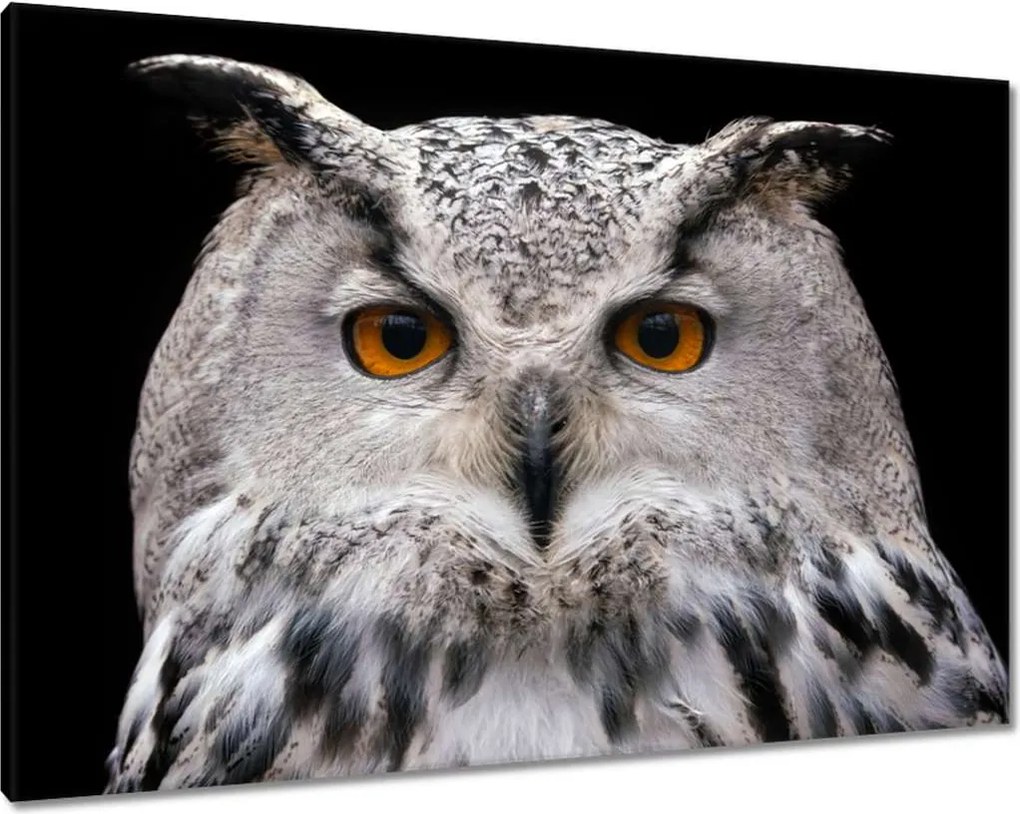 Vászonkép 100x70 Szibériai pihe-puha bagoly