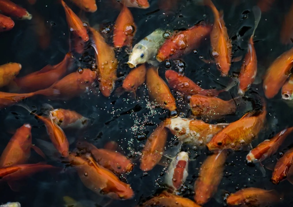 Poszter 42x29,7cm Aranyhalak gyülekeznek a felszínen, Assaf Frank