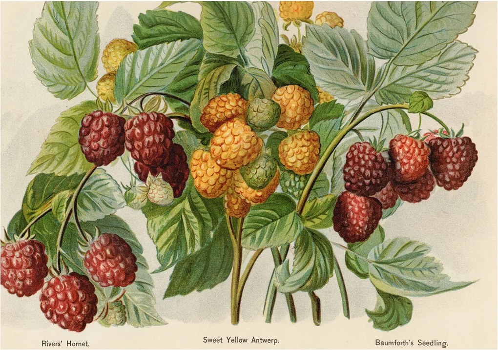 Flizelin fotótapéta Flizelin Design Klasszikus málna 312x219