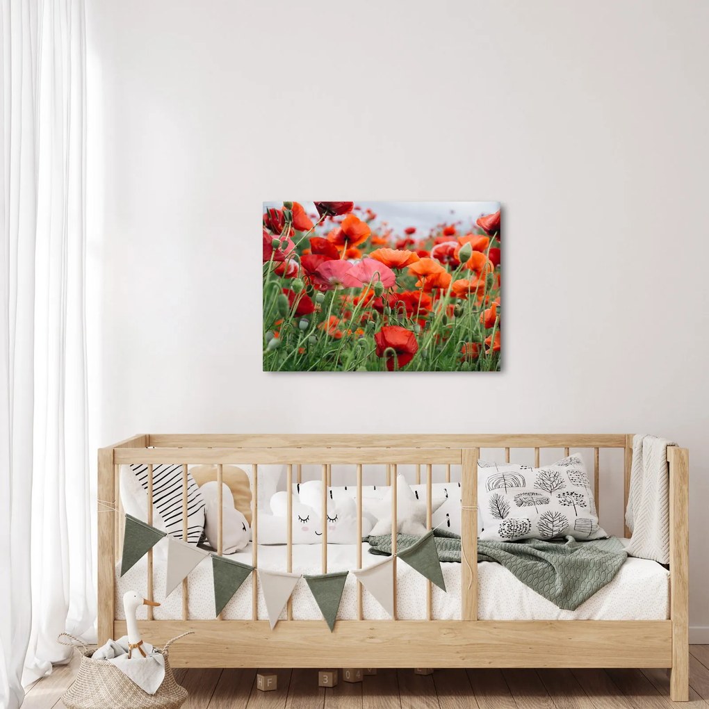 Egy kép a pipacs mezőről (70x50 cm)