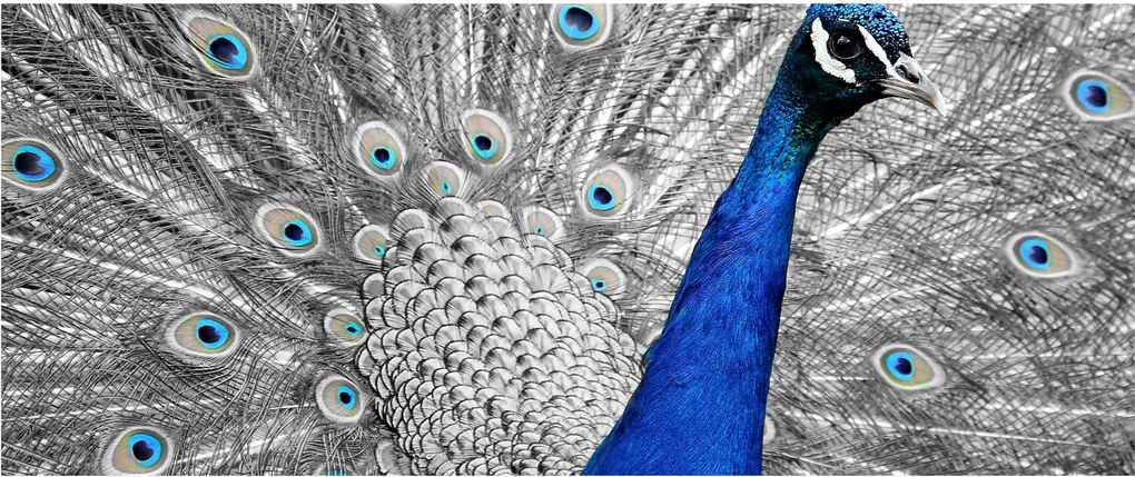 Kék páva képe (120x50 cm)