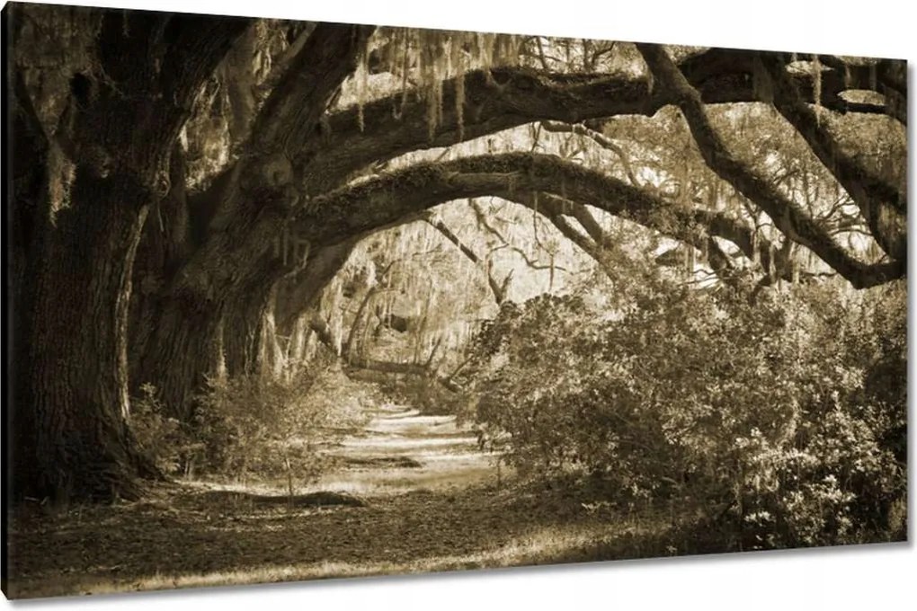 Vászonkép 120x70 Tölgyek a Szépia parkban