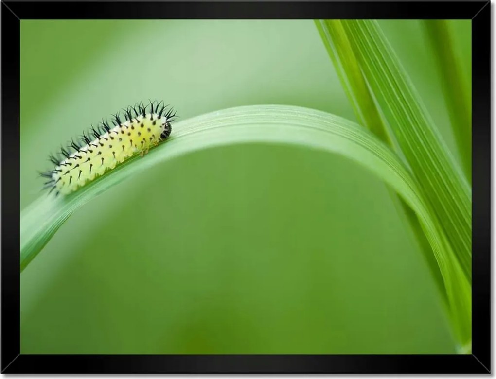 Poszterek keretben 40x30 Zöld hernyó