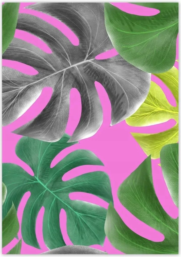 Poszterek 70x100 Levelek Monstery