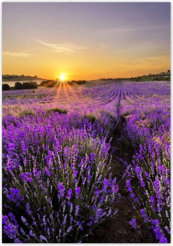 Poszterek 70x100 Levendula tájkép Nap