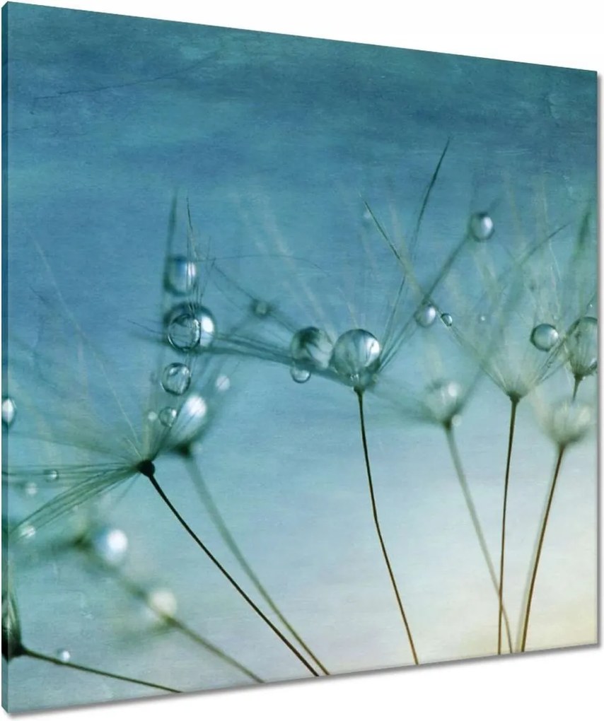 Vászonkép 90x90 Pitypang Virág Virágok