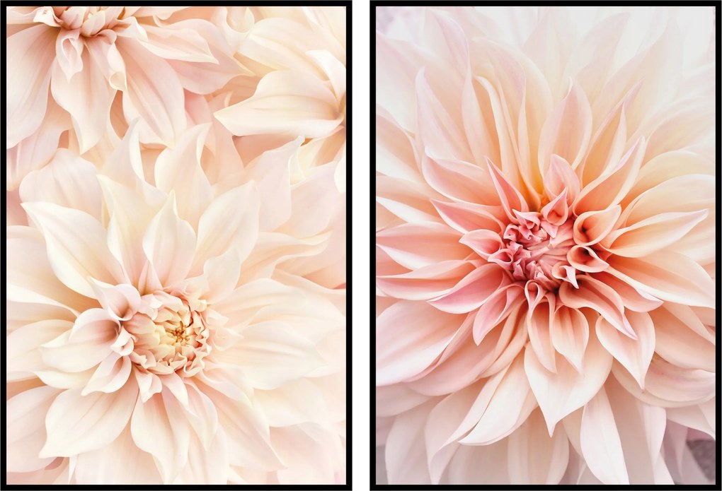 Tavaszi virágok dália csokor poszter szett 2db 13x18cm színes szett