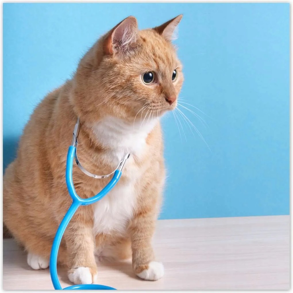 Poszterek 100x100 Vörös macska sztetoszkóppal