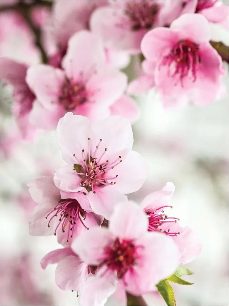 Fotótapéta Virágzó Cseresznye Rózsaszín Tavasz Vinyl 184x254 +ragasztó