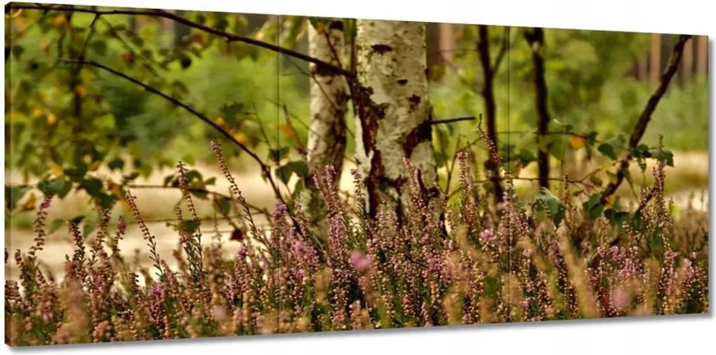 Vászonkép 150x70 Nyírfa a hangák között Erdő