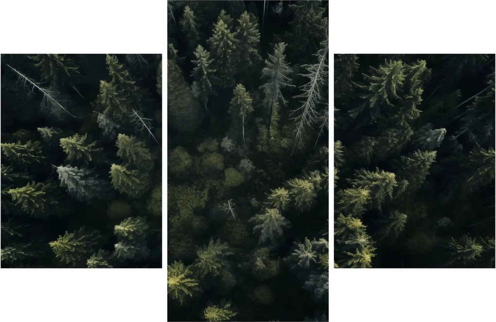Kép - Forest (90x60 cm)