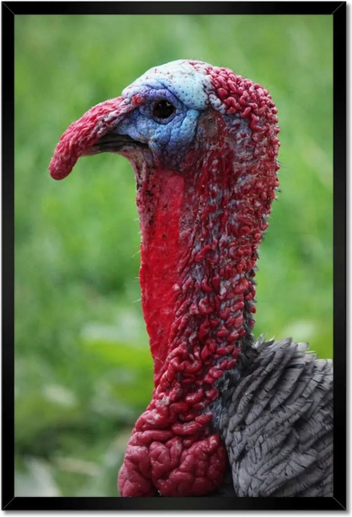 Poszterek keretben 40x60 Hálaadás